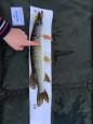 IMG-20171118-WA0003