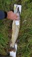 IMG-20171118-WA0043