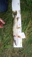 IMG-20171118-WA0046