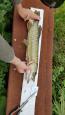 IMG-20171118-WA0049