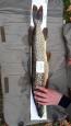 IMG-20171118-WA0058