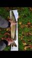 IMG-20171118-WA0068