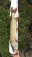 IMG-20171118-WA0110