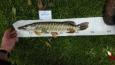 IMG-20171118-WA0120
