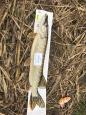 IMG-20171118-WA0124