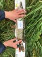IMG-20171118-WA0131
