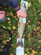 IMG-20171118-WA0137