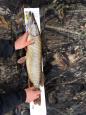 IMG-20171118-WA0140
