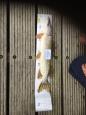 IMG-20171118-WA0148
