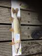 IMG-20171118-WA0150