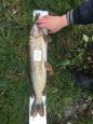 IMG-20171118-WA0176