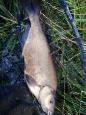 IMG-20200520-WA0000.jpg