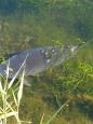 IMG-20200529-WA0000.jpg