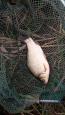 IMG-20200831-WA0004.jpg